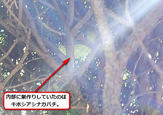キボシアシナガバチの巣駆除