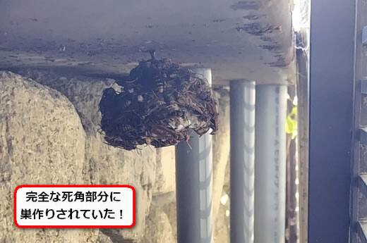 セグロアシナガバチの巣駆除