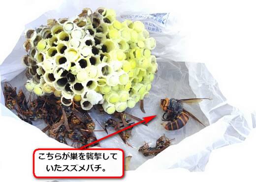 スズメバチに襲われた巣