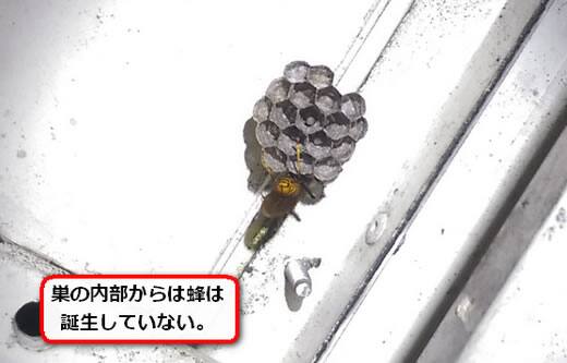 デッキアシナガバチ巣