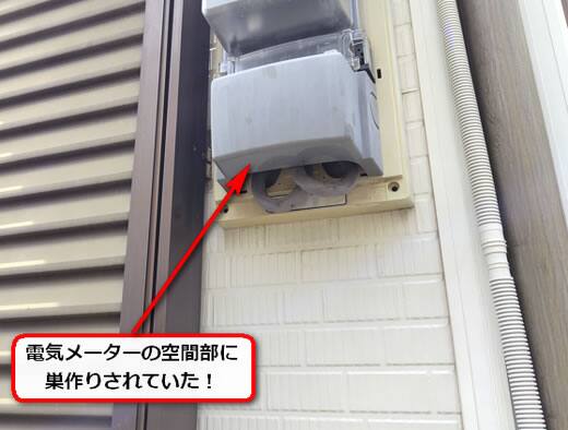 6月11日ハチの巣調査
