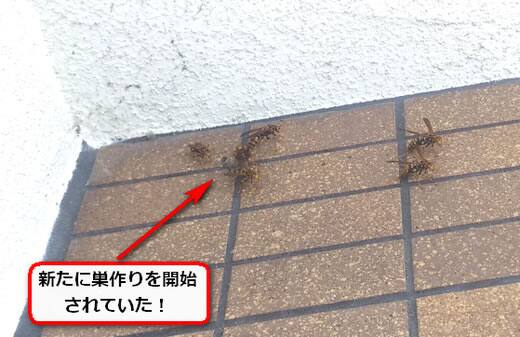7月21日アシナガバチ
