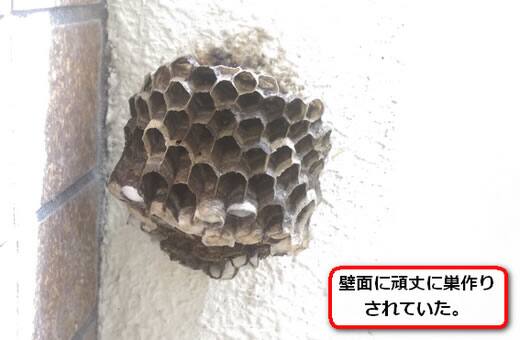 壁面アシナガバチ巣