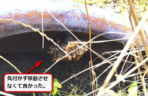 アシナガバチ巣火鉢