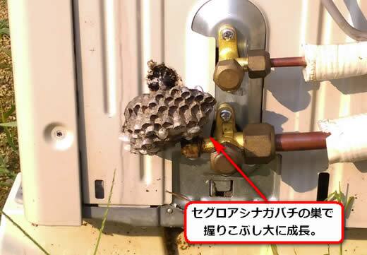 セグロアシナガバチの巣駆除