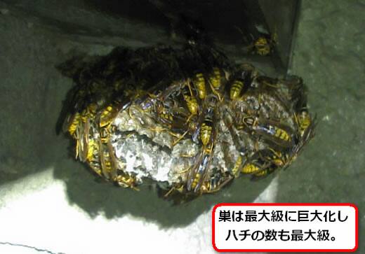 セグロアシナガバチの巣駆除