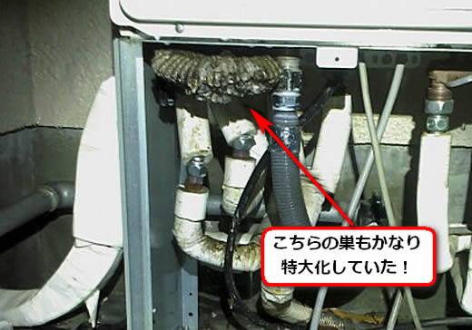 セグロアシナガバチの巣駆除