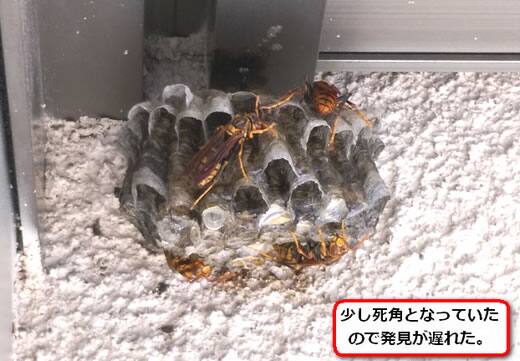 セグロアシナガバチの巣駆除