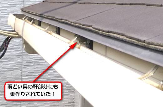 アシナガバチ駆除雨どい隙間