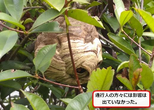 コガタスズメバチ駆除生け垣