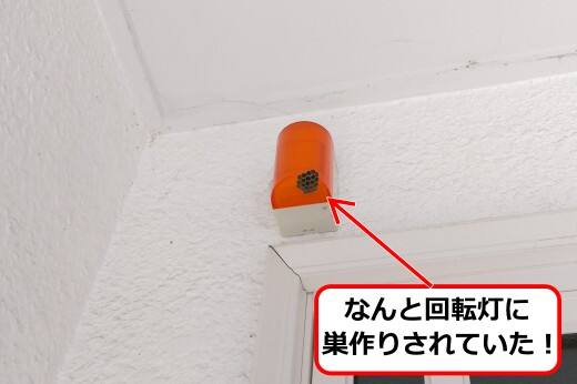 5月12日アシナガバチ