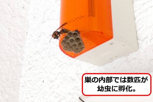 回転灯アシナガバチ巣
