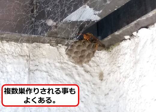 トタン初期蜂の巣