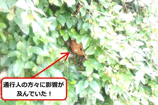 8月25日スズメバチ