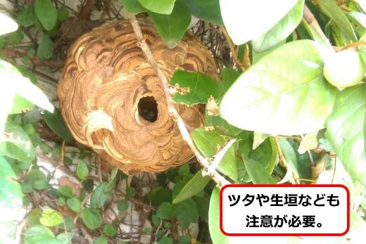 つたスズメバチ巣