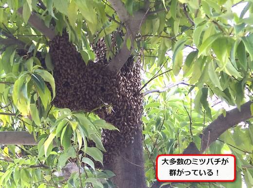 ミツバチ分蜂植木