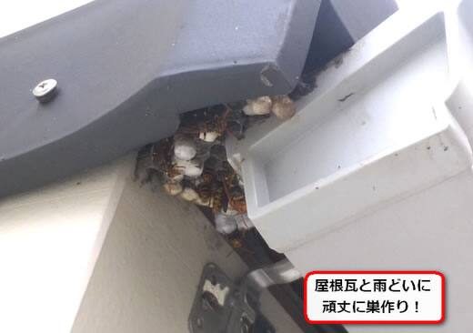 アシナガバチ雨樋