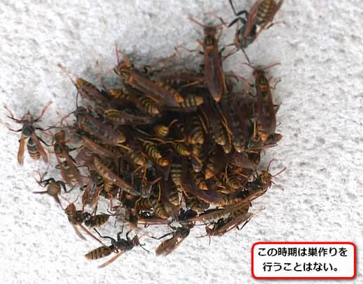 アシナガバチ大群