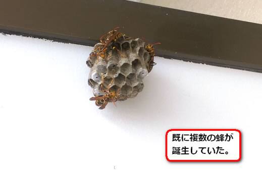 アパートベランダ蜂の巣