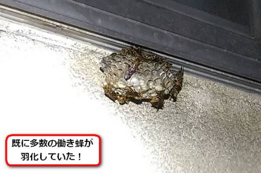 窓枠アシナガバチ巣