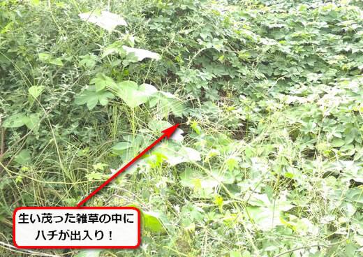 9月15日スズメバチ