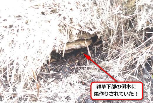 雑草内部オオスズメバチ巣