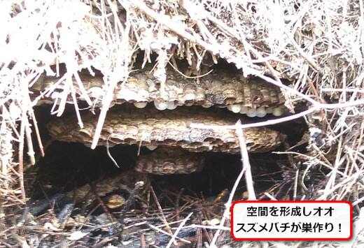 倒木オオスズメバチ巣