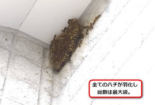 外壁アシナガバチ巣
