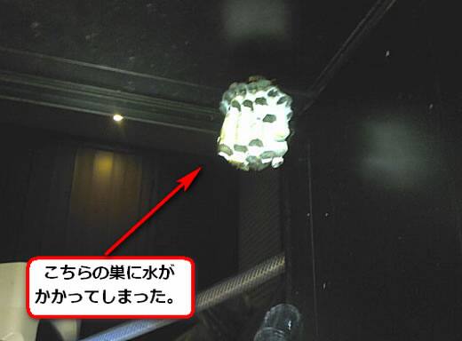 セグロアシナガバチの巣駆除