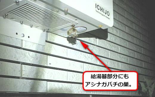セグロアシナガバチの巣駆除