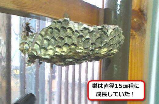 セグロアシナガバチの巣駆除