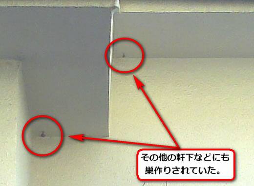 セグロアシナガバチの巣駆除