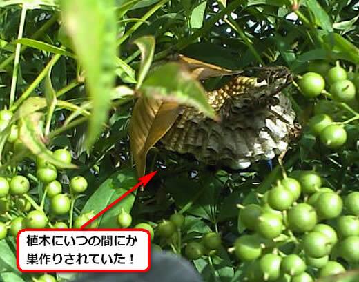 フタモンアシナガバチの巣駆除