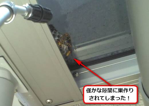 セグロアシナガバチの巣駆除