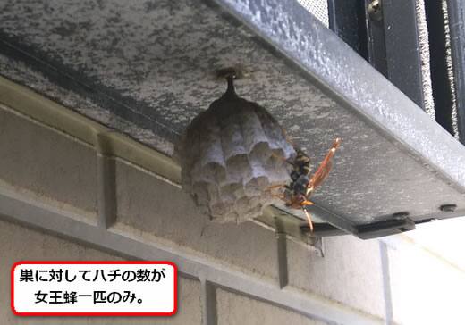 セグロアシナガバチの巣駆除