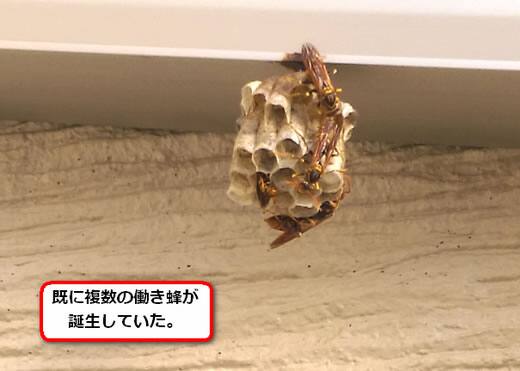 セグロアシナガバチの巣駆除
