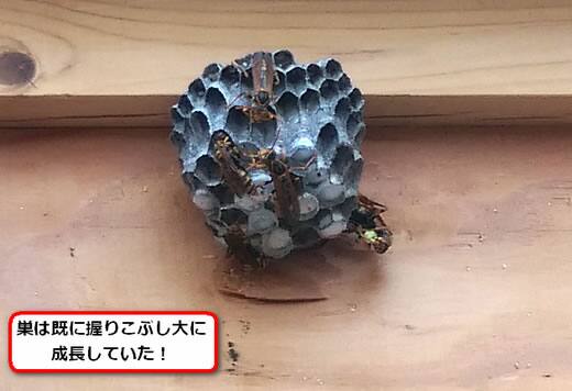 セグロアシナガバチの巣駆除