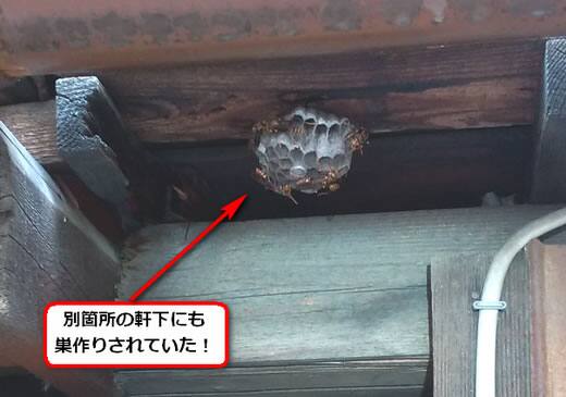 セグロアシナガバチの巣駆除