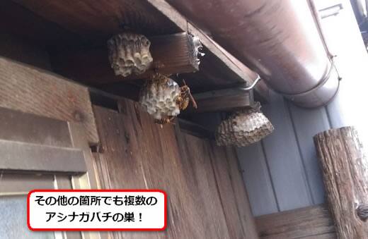 アシナガバチ駆除軒下