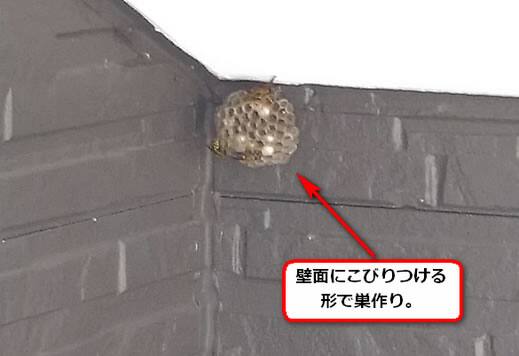 フタモンアシナガバチの巣駆除