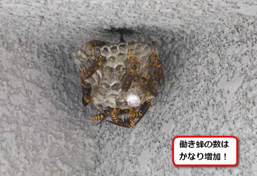 セグロアシナガバチの巣駆除