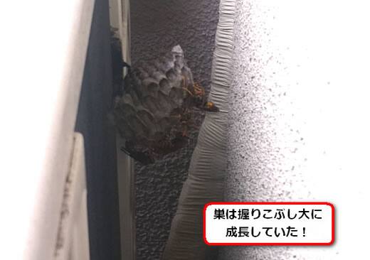 セグロアシナガバチの巣駆除