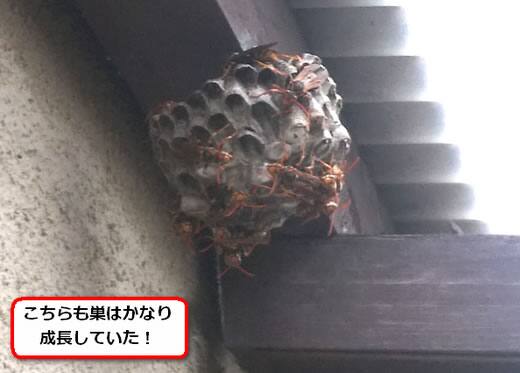 セグロアシナガバチの巣駆除