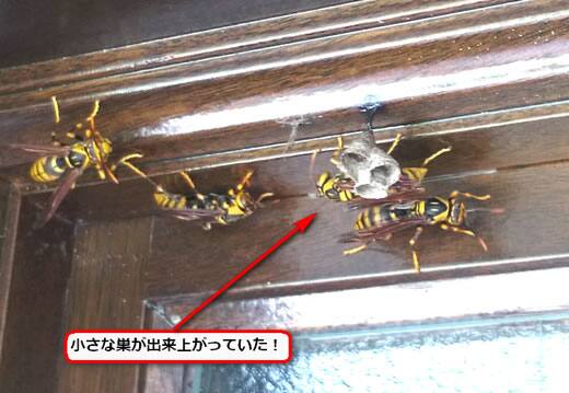 アシナガバチ駆除小さな巣
