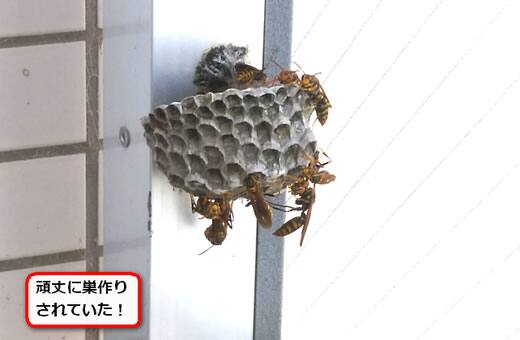 セグロアシナガバチの巣駆除