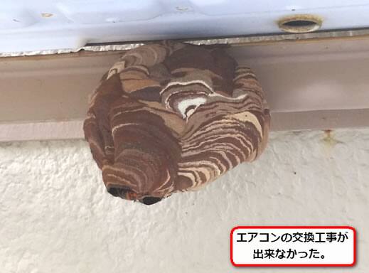 コガタスズメバチの巣駆除