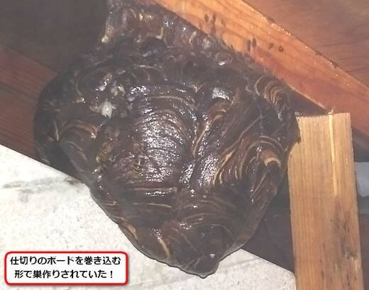 キイロスズメバチの巣駆除