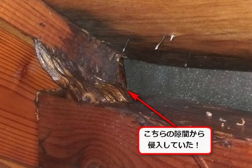 キイロスズメバチ侵入口