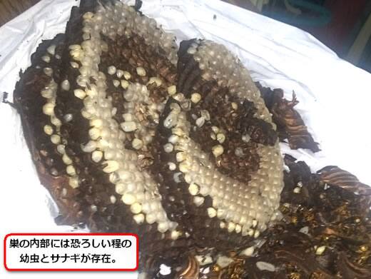 キイロスズメバチの巣