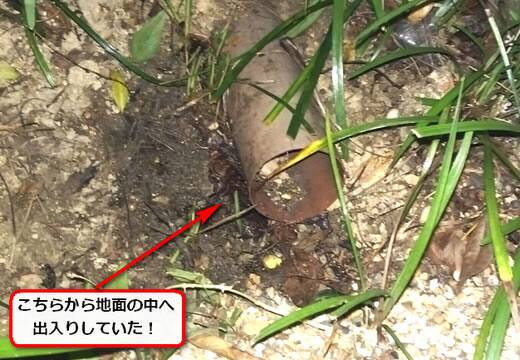 オオスズメバチ出入口